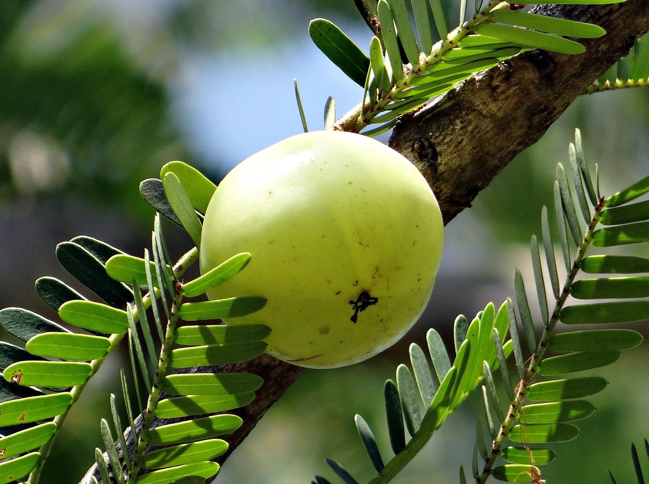 Amla Pickle